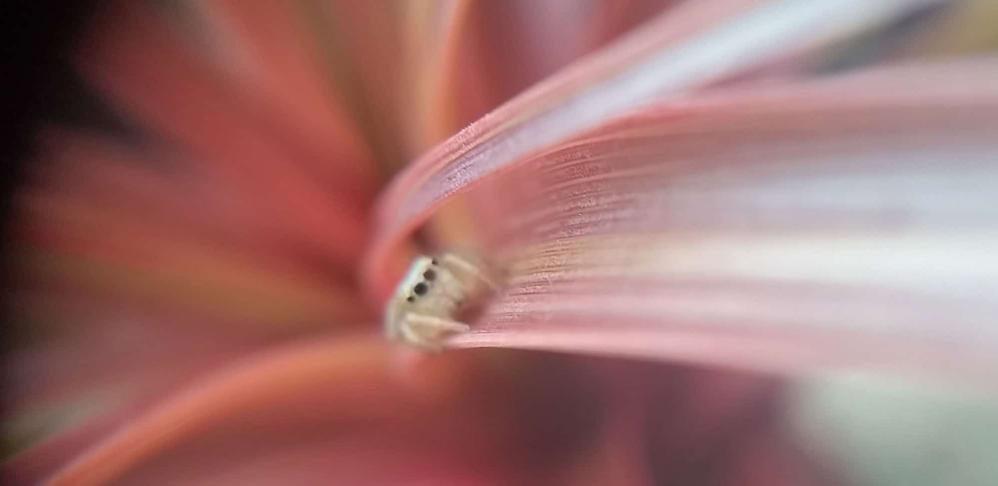 Native Jumping Spider on bromeliad