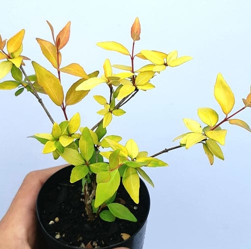Abelia grandiflora Aurea
