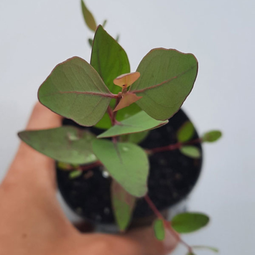 Eucalyptus sideroxylon rosea
