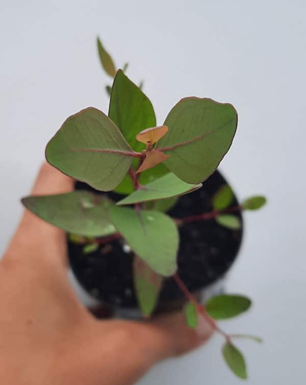 Eucalyptus sideroxylon rosea