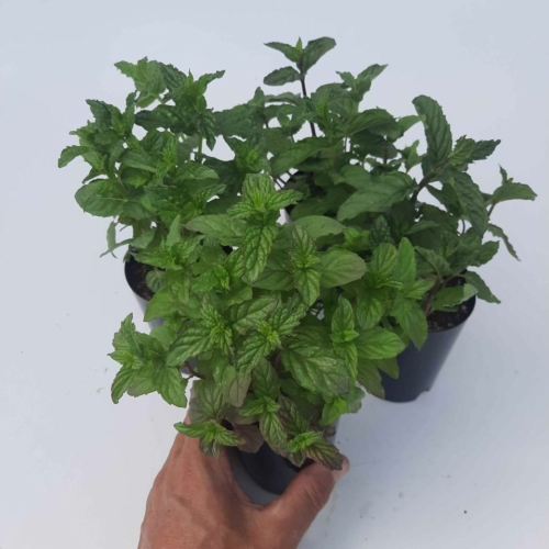 Peppermint Seedlings
