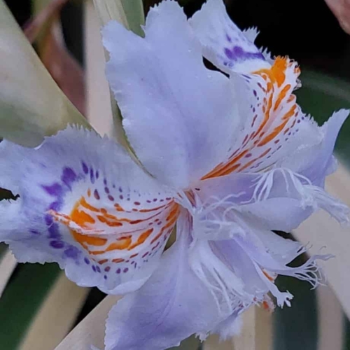 Variegated Japanese Iris