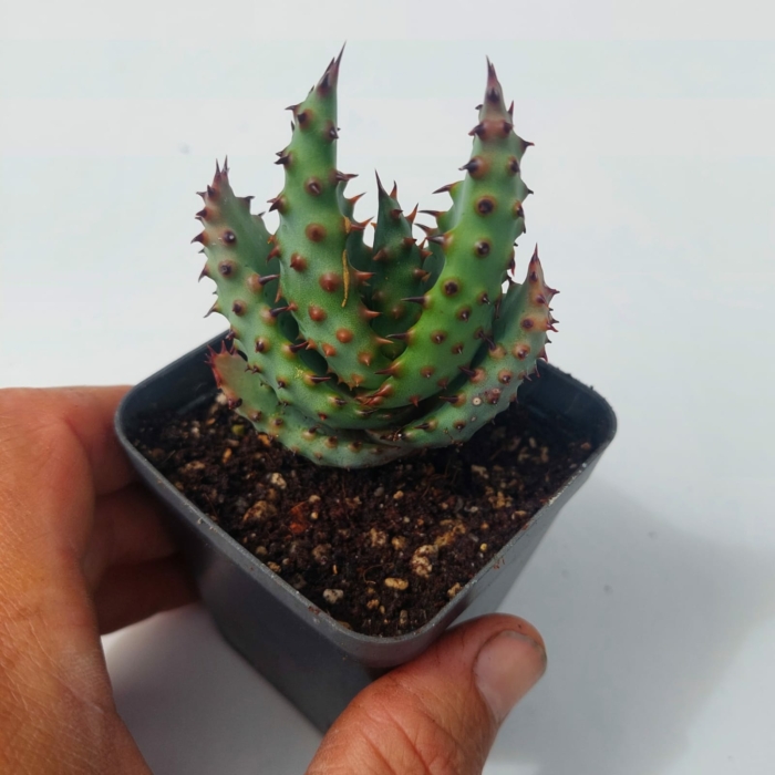 Aloe marlothii – Mountain Aloe